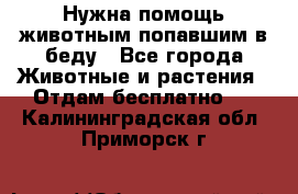 Нужна помощь животным попавшим в беду - Все города Животные и растения » Отдам бесплатно   . Калининградская обл.,Приморск г.